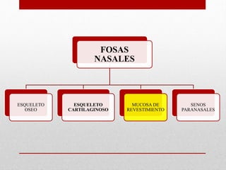 FOSAS
NASALES
ESQUELETO
OSEO
ESQUELETO
CARTILAGINOSO
MUCOSA DE
REVESTIMIENTO
SENOS
PARANASALES
 