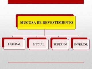 MUCOSA DE REVESTIMIENTO
LATERAL MEDIAL SUPERIOR INFERIOR
 