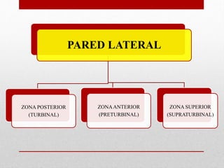 PARED LATERAL
ZONA POSTERIOR
(TURBINAL)
ZONAANTERIOR
(PRETURBINAL)
ZONA SUPERIOR
(SUPRATURBINAL)
 