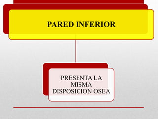 PARED INFERIOR
PRESENTA LA
MISMA
DISPOSICION OSEA
 