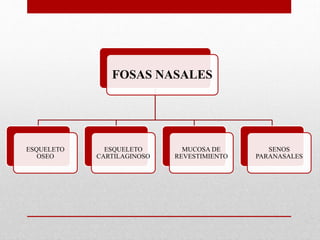 FOSAS NASALES
ESQUELETO
OSEO
ESQUELETO
CARTILAGINOSO
MUCOSA DE
REVESTIMIENTO
SENOS
PARANASALES
 