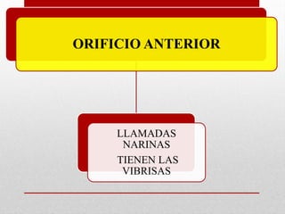ORIFICIO ANTERIOR
LLAMADAS
NARINAS
TIENEN LAS
VIBRISAS
 
