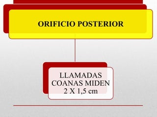 ORIFICIO POSTERIOR
LLAMADAS
COANAS MIDEN
2 X 1,5 cm
 