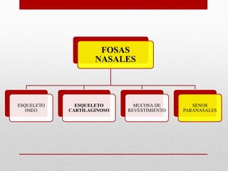 FOSAS
NASALES
ESQUELETO
OSEO
ESQUELETO
CARTILAGINOSO
MUCOSA DE
REVESTIMIENTO
SENOS
PARANASALES
 