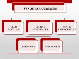 SENOS PARANASALES
SENO
MAXILAR
CELDAS
ETMOIDALES
ANTERIORS POSTERIORES
SENOS
ESFENOIDALES
 