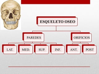 ESQUELETO OSEO
PAREDES
LAT. MED. SUP. INF.
ORIFICIOS
ANT. POST
 