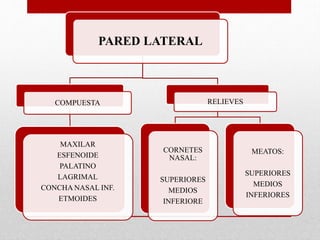 PARED LATERAL
COMPUESTA
MAXILAR
ESFENOIDE
PALATINO
LAGRIMAL
CONCHA NASAL INF.
ETMOIDES
RELIEVES
CORNETES
NASAL:
SUPERIORES
MEDIOS
INFERIORE
MEATOS:
SUPERIORES
MEDIOS
INFERIORES
 