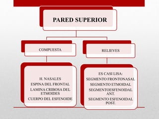 PARED SUPERIOR
COMPUESTA
H. NASALES
ESPINA DEL FRONTAL
LAMINA CRIBOSA DEL
ETMOIDES
CUERPO DEL ESFENOIDE
RELIEVES
ES CASI LISA:
SEGMENTO FRONTONASAL
SEGMENTO ETMOIDAL
SEGMENTOESFENOIDAL
ANT.
SEGMENTO ESFENOIDAL
POST.
 