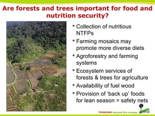 Forests, trees and agroforestry: What role in food security and nutrition? 