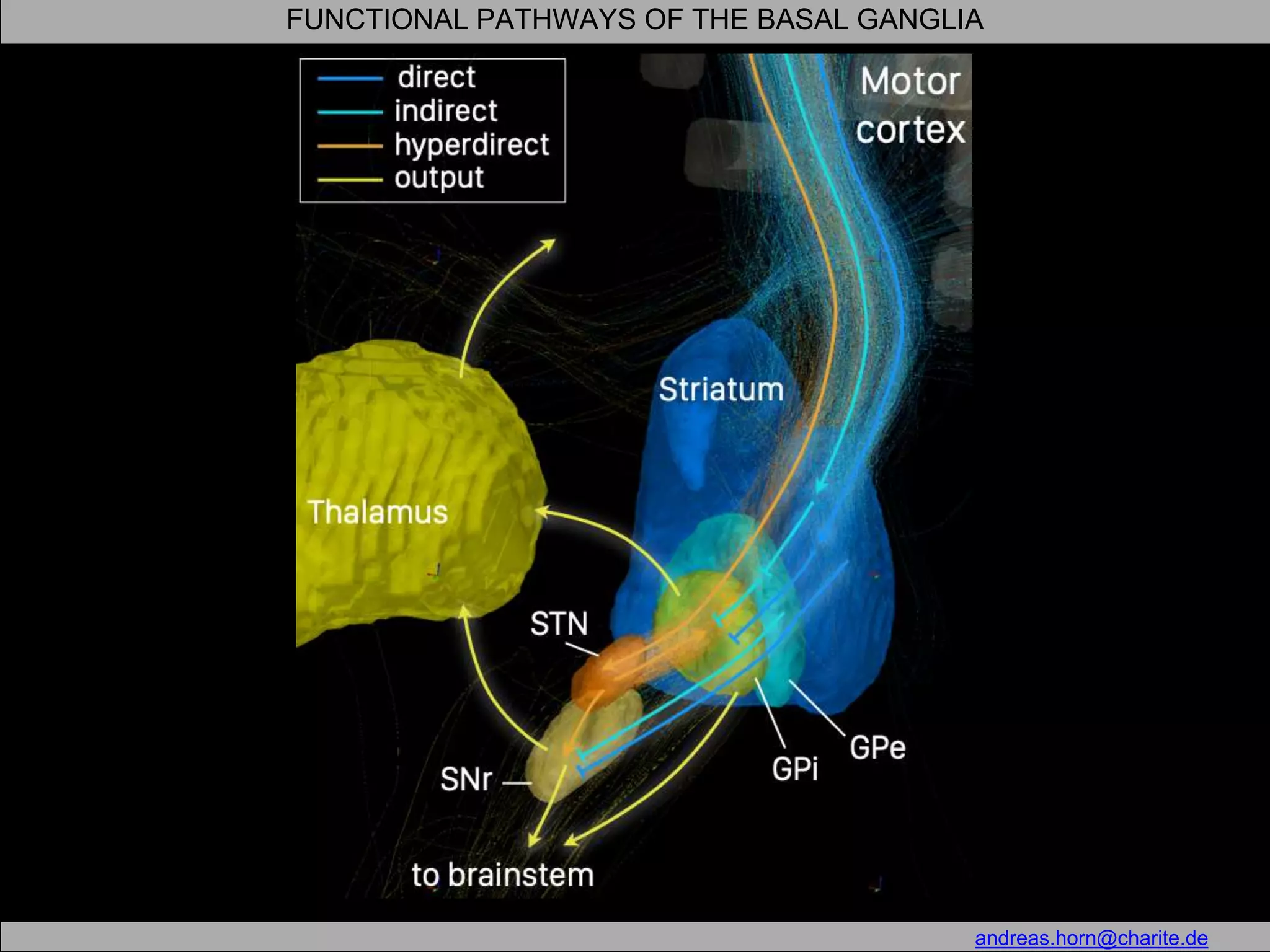 Function & Anatomy of the Basal Ganglia | PPTX