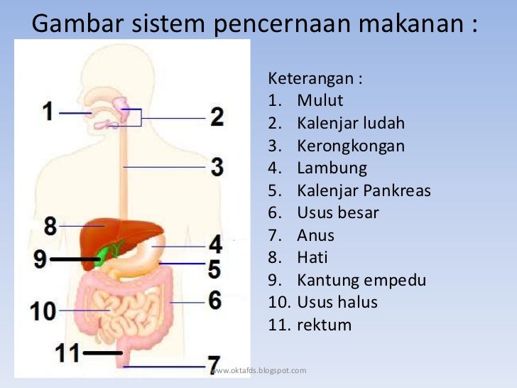 2 gambar sistem pencernaan makanan 