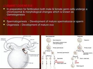(1)GAMETOGENESIS
 In preparation for fertilization both male & female germ cells undergo a
chromosomal & morphological changes which is known as
Gametogenesis
Types
 Spermatogenesis - Development of mature spermatozoa or sperm
 Oogenesis – Development of mature ova

1

 