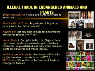 Endangered Species-Animals and plants vulnerable to
extinction.
Anything Can be Traded Regardlesss of long term
consequences for the environment.
Figuring out just how much is made from trafficking
endangered species is difficult.
Hoodia Plants in Diet pills, to Parrots, Elephant tusk,
tiger bones, shark fins, Australian palm cockatoos,
rhinoceros, Saiga antelopes, and many other medicinal
plants are harvested and traded illegally.
Wild bird conservation Act-Bans imports of all wild-
caught threatened parrots listed in CITES.
CITES means Convention on International Trade in
endangered Species.
ILLEGAL TRADE IN ENDANGERED ANIMALS AND
PLANTS
 