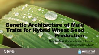 Genetic Architecture of Male
Traits for Hybrid Wheat Seed
Production
Nicholas Garst: Graduate Research Assistant
Stephen Baenziger: Advisor
 