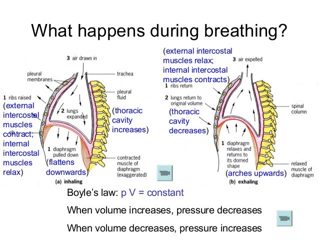 Chapter 10 Lesson 2 - Gaseous Exchange in the Lungs and Lung capacity
