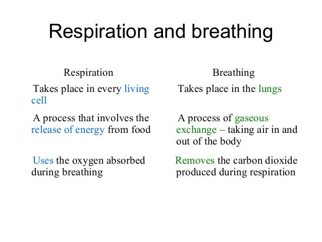 Essay about cellular respiration and gas exchange