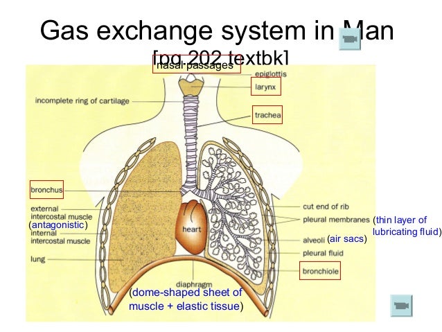 Chapter 10 Lesson 2 - Gaseous Exchange in the Lungs and Lung capacity