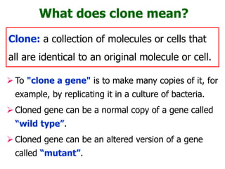 What does clone mean?
 To "clone a gene" is to make many copies of it, for
example, by replicating it in a culture of bacteria.
 Cloned gene can be a normal copy of a gene called
“wild type”.
 Cloned gene can be an altered version of a gene
called “mutant”.
Clone: a collection of molecules or cells that
all are identical to an original molecule or cell.
 