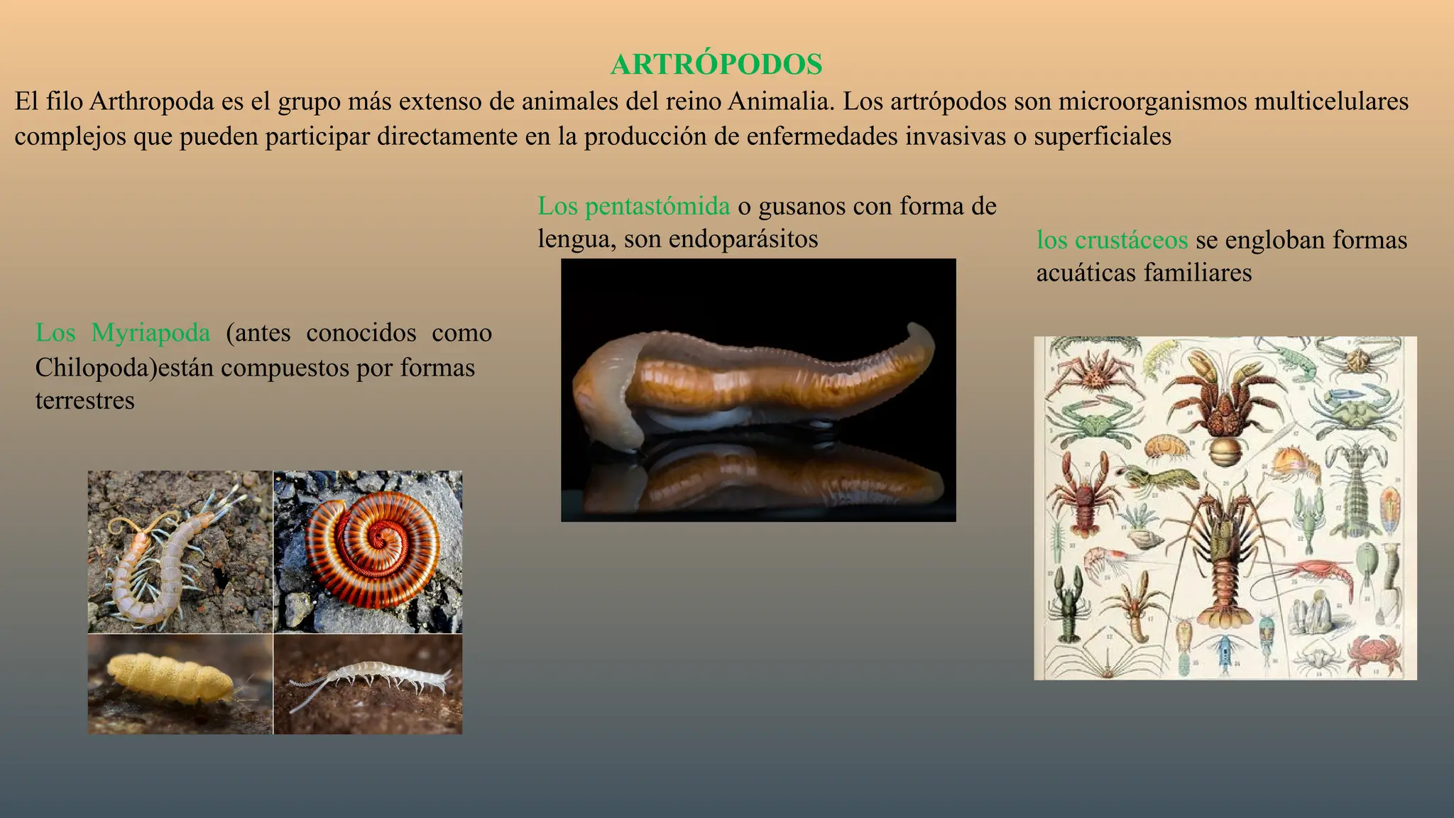 ARTRÓPODOS
El filo Arthropoda es el grupo más extenso de animales del reino Animalia. Los artrópodos son microorganismos multicelulares
complejos que pueden participar directamente en la producción de enfermedades invasivas o superficiales
Los Myriapoda (antes conocidos como
Chilopoda)están compuestos por formas
terrestres
Los pentastómida o gusanos con forma de
lengua, son endoparásitos los crustáceos se engloban formas
acuáticas familiares
 