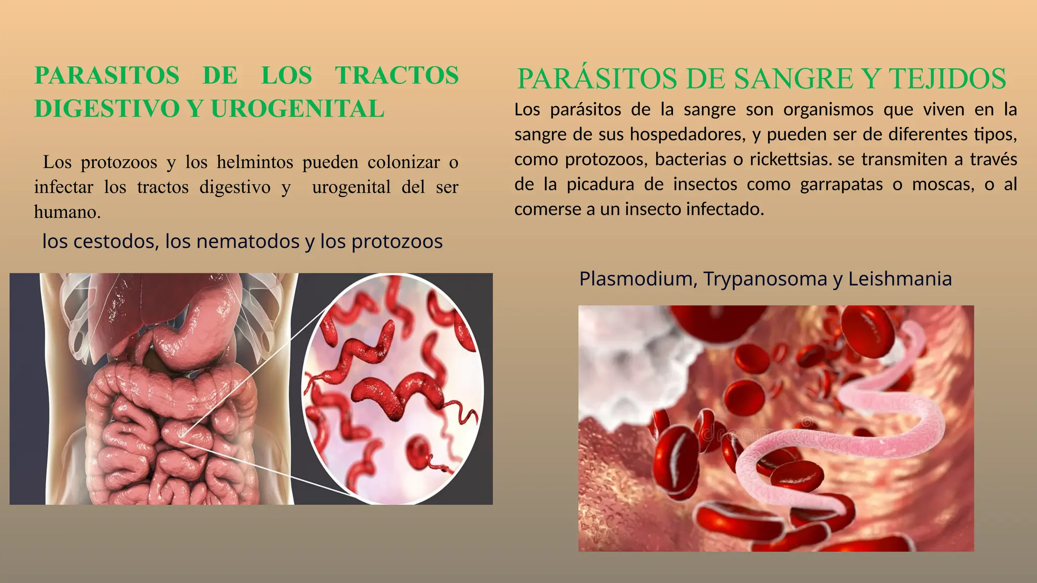 PARASITOS DE LOS TRACTOS
DIGESTIVO Y UROGENITAL
Los protozoos y los helmintos pueden colonizar o
infectar los tractos digestivo y urogenital del ser
humano.
PARÁSITOS DE SANGRE Y TEJIDOS
Los parásitos de la sangre son organismos que viven en la
sangre de sus hospedadores, y pueden ser de diferentes tipos,
como protozoos, bacterias o rickettsias. se transmiten a través
de la picadura de insectos como garrapatas o moscas, o al
comerse a un insecto infectado.
los cestodos, los nematodos y los protozoos
Plasmodium, Trypanosoma y Leishmania
 