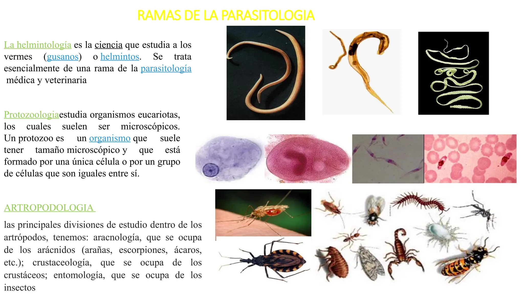 Protozoologiaestudia organismos eucariotas,
los cuales suelen ser microscópicos.
Un protozoo es un organismo que suele
tener tamaño microscópico y que está
formado por una única célula o por un grupo
de células que son iguales entre sí.
La helmintología es la ciencia que estudia a los
vermes (gusanos) o helmintos. Se trata
esencialmente de una rama de la parasitología
médica y veterinaria
ARTROPODOLOGIA
las principales divisiones de estudio dentro de los
artrópodos, tenemos: aracnología, que se ocupa
de los arácnidos (arañas, escorpiones, ácaros,
etc.); crustaceología, que se ocupa de los
crustáceos; entomología, que se ocupa de los
insectos
RAMAS DE LA PARASITOLOGIA
 