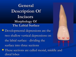  Developmental depressions are theDevelopmental depressions are the
two shallow vertical depressions ontwo shallow vertical depressions on
the labial surface - dividing thethe labial surface - dividing the
surface into three sectionssurface into three sections
 These sections are called mesial, middle andThese sections are called mesial, middle and
distal lobesdistal lobes
GeneralGeneral
Description OfDescription Of
IncisorsIncisors
Morphology OfMorphology Of
The Labial SurfaceThe Labial Surface
D M M
 