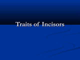 Traits of IncisorsTraits of Incisors
 