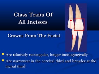 Class Traits OfClass Traits Of
All IncisorsAll Incisors
Crowns From The FacialCrowns From The Facial
 Are relatively rectangular, longer incisogingivallyAre relatively rectangular, longer incisogingivally
 Are narrowest in the cervical third and broader at theAre narrowest in the cervical third and broader at the
incisal thirdincisal third
 