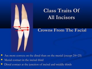  Are more convex on the distal than on the mesial (except 24+25)Are more convex on the distal than on the mesial (except 24+25)
 Mesial contact in the incisal thirdMesial contact in the incisal third
 Distal contact at the junction of incisal and middle thirdsDistal contact at the junction of incisal and middle thirds
Class Traits OfClass Traits Of
All IncisorsAll Incisors
Crowns From The FacialCrowns From The Facial
 