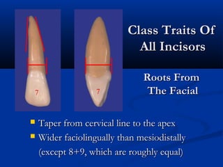  Taper from cervical line to the apexTaper from cervical line to the apex
 Wider faciolingually than mesiodistallyWider faciolingually than mesiodistally
(except 8+9, which are roughly equal)(except 8+9, which are roughly equal)
7 7
Class Traits OfClass Traits Of
All IncisorsAll Incisors
Roots FromRoots From
The FacialThe Facial
 