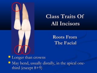  Longer than crownsLonger than crowns
 May bend, usually distally, in the apical one-May bend, usually distally, in the apical one-
third (except 8+9)third (except 8+9)
Class Traits OfClass Traits Of
All IncisorsAll Incisors
Roots FromRoots From
The FacialThe Facial
 