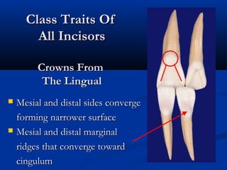 Class Traits OfClass Traits Of
All IncisorsAll Incisors
Crowns FromCrowns From
The LingualThe Lingual
 Mesial and distal sides convergeMesial and distal sides converge
forming narrower surfaceforming narrower surface
 Mesial and distal marginalMesial and distal marginal
ridges that converge towardridges that converge toward
cingulumcingulum
 