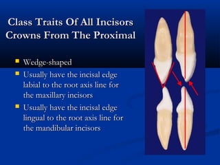 Class Traits Of All IncisorsClass Traits Of All Incisors
Crowns From The ProximalCrowns From The Proximal
 Wedge-shapedWedge-shaped
 Usually have the incisal edgeUsually have the incisal edge
labial to the root axis line forlabial to the root axis line for
the maxillary incisorsthe maxillary incisors
 Usually have the incisal edgeUsually have the incisal edge
lingual to the root axis line forlingual to the root axis line for
the mandibular incisorsthe mandibular incisors
 