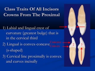 Class Traits Of All IncisorsClass Traits Of All Incisors
Crowns From The ProximalCrowns From The Proximal
1) Labial and lingual crest of1) Labial and lingual crest of
curvature (greatest bulge) that iscurvature (greatest bulge) that is
in the cervical thirdin the cervical third
2) Lingual is convex-concave2) Lingual is convex-concave
(s-shaped)(s-shaped)
3) Cervical line proximally is convex3) Cervical line proximally is convex
and curves incisallyand curves incisally
Concave
Convex
1
2 3
 