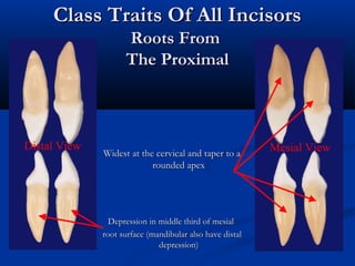 Class Traits Of All IncisorsClass Traits Of All Incisors
Roots FromRoots From
The ProximalThe Proximal
Widest at the cervical and taper to aWidest at the cervical and taper to a
rounded apexrounded apex
Depression in middle third of mesialDepression in middle third of mesial
root surface (mandibular also have distalroot surface (mandibular also have distal
depression)depression)
Mesial ViewDistal View
 