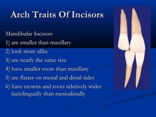 Arch Traits Of IncisorsArch Traits Of Incisors
Mandibular IncisorsMandibular Incisors
1) are smaller than maxillary1) are smaller than maxillary
2) look more alike2) look more alike
3) are nearly the same size3) are nearly the same size
4) have smaller roots than maxillary4) have smaller roots than maxillary
5) are flatter on mesial and distal sides5) are flatter on mesial and distal sides
6) have crowns and roots relatively wider6) have crowns and roots relatively wider
faciolingually than mesiodistallyfaciolingually than mesiodistally
 