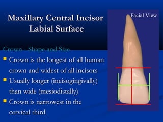 Maxillary Central IncisorMaxillary Central Incisor
Labial SurfaceLabial Surface
Crown - Shape and SizeCrown - Shape and Size
 Crown is the longest of all humanCrown is the longest of all human
crown and widest of all incisorscrown and widest of all incisors
 Usually longer (incisogingivally)Usually longer (incisogingivally)
than wide (mesiodistally)than wide (mesiodistally)
 Crown is narrowest in theCrown is narrowest in the
cervical thirdcervical third
Facial View
 