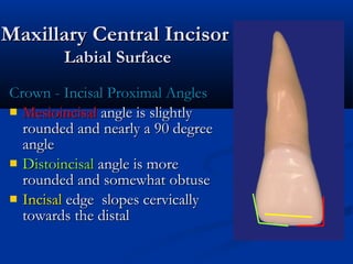Maxillary Central IncisorMaxillary Central Incisor
Labial SurfaceLabial Surface
Crown - Incisal Proximal AnglesCrown - Incisal Proximal Angles
 MesioincisalMesioincisal angle is slightlyangle is slightly
rounded and nearly a 90 degreerounded and nearly a 90 degree
angleangle
 DistoincisalDistoincisal angle is moreangle is more
rounded and somewhat obtuserounded and somewhat obtuse
 IncisalIncisal edge slopes cervicallyedge slopes cervically
towards the distaltowards the distal
 