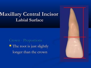 Maxillary Central IncisorMaxillary Central Incisor
Labial SurfaceLabial Surface
Crown - ProportionsCrown - Proportions
 The root is just slightlyThe root is just slightly
longer than the crownlonger than the crown
 