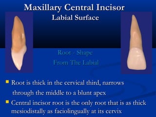 Maxillary Central IncisorMaxillary Central Incisor
Labial SurfaceLabial Surface
Root - ShapeRoot - Shape
From The LabialFrom The Labial
 Root is thick in the cervical third, narrowsRoot is thick in the cervical third, narrows
through the middle to a blunt apexthrough the middle to a blunt apex
 Central incisor root is the only root that is as thickCentral incisor root is the only root that is as thick
mesiodistally as faciolingually at its cervixmesiodistally as faciolingually at its cervix
 