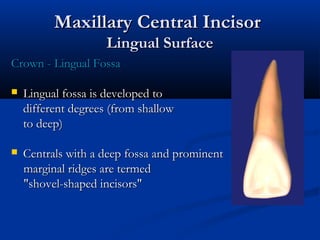 Maxillary Central IncisorMaxillary Central Incisor
Lingual SurfaceLingual Surface
Crown - Lingual FossaCrown - Lingual Fossa
 Lingual fossa is developed toLingual fossa is developed to
different degrees (from shallowdifferent degrees (from shallow
to deep)to deep)
 Centrals with a deep fossa and prominentCentrals with a deep fossa and prominent
marginal ridges are termedmarginal ridges are termed
"shovel-shaped incisors""shovel-shaped incisors"
 