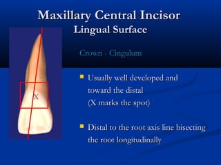 Maxillary Central IncisorMaxillary Central Incisor
Lingual SurfaceLingual Surface
Crown - CingulumCrown - Cingulum
 Usually well developed andUsually well developed and
toward the distaltoward the distal
(X marks the spot)(X marks the spot)
 Distal to the root axis line bisectingDistal to the root axis line bisecting
the root longitudinallythe root longitudinally
X
 