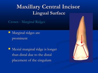 Maxillary Central IncisorMaxillary Central Incisor
Lingual SurfaceLingual Surface
Crown - Marginal RidgesCrown - Marginal Ridges
 Marginal ridges areMarginal ridges are
prominentprominent
 Mesial marginal ridge is longerMesial marginal ridge is longer
than distal due to the distalthan distal due to the distal
placement of the cingulumplacement of the cingulum
 