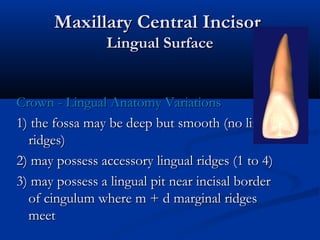 Maxillary Central IncisorMaxillary Central Incisor
Lingual SurfaceLingual Surface
Crown - Lingual Anatomy VariationsCrown - Lingual Anatomy Variations
1) the fossa may be deep but smooth (no lingual1) the fossa may be deep but smooth (no lingual
ridges)ridges)
2) may possess accessory lingual ridges (1 to 4)2) may possess accessory lingual ridges (1 to 4)
3) may possess a lingual pit near incisal border3) may possess a lingual pit near incisal border
of cingulum where m + d marginal ridgesof cingulum where m + d marginal ridges
meetmeet
 