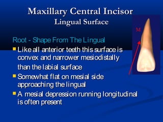 Maxillary Central IncisorMaxillary Central Incisor
Lingual SurfaceLingual Surface
Root - ShapeFrom TheLingualRoot - ShapeFrom TheLingual
 Likeall anterior teeth thissurfaceisLikeall anterior teeth thissurfaceis
convex and narrower mesiodistallyconvex and narrower mesiodistally
than thelabial surfacethan thelabial surface
 Somewhat flat on mesial sideSomewhat flat on mesial side
approaching thelingualapproaching thelingual
 A mesial depression running longitudinalA mesial depression running longitudinal
isoften presentisoften present
M
 