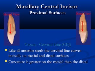 Maxillary Central IncisorMaxillary Central Incisor
Proximal SurfacesProximal Surfaces
Crown - Cervical Line (CEJ)Crown - Cervical Line (CEJ)
 Like all anterior teeth the cervical line curvesLike all anterior teeth the cervical line curves
incisally on mesial and distal surfacesincisally on mesial and distal surfaces
 Curvature is greater on the mesial than the distalCurvature is greater on the mesial than the distal
Distal ViewMesial View
 