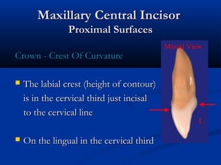 Maxillary Central IncisorMaxillary Central Incisor
Proximal SurfacesProximal Surfaces
Crown - Crest Of CurvatureCrown - Crest Of Curvature
 The labial crest (height of contour)The labial crest (height of contour)
is in the cervical third just incisalis in the cervical third just incisal
to the cervical lineto the cervical line
 On the lingual in the cervical thirdOn the lingual in the cervical third
Mesial View
L
 