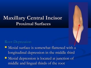 Maxillary Central IncisorMaxillary Central Incisor
Proximal SurfacesProximal Surfaces
Root DepressionRoot Depression
 Mesial surface is somewhat flattened with aMesial surface is somewhat flattened with a
longitudinal depression in the middle thirdlongitudinal depression in the middle third
 Mesial depression is located at junction ofMesial depression is located at junction of
middle and lingual thirds of the rootmiddle and lingual thirds of the root
 