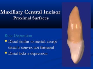 Maxillary Central IncisorMaxillary Central Incisor
Proximal SurfacesProximal Surfaces
Root DepressionRoot Depression
 Distal similar to mesial, exceptDistal similar to mesial, except
distal is convex not flatteneddistal is convex not flattened
 Distal lacks a depressionDistal lacks a depression
 