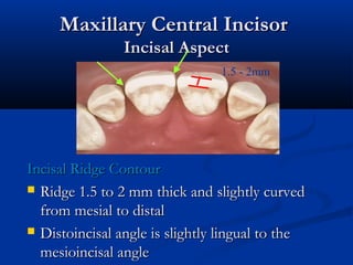 Maxillary Central IncisorMaxillary Central Incisor
Incisal AspectIncisal Aspect
Incisal Ridge ContourIncisal Ridge Contour
 Ridge 1.5 to 2 mm thick and slightly curvedRidge 1.5 to 2 mm thick and slightly curved
from mesial to distalfrom mesial to distal
 Distoincisal angle is slightly lingual to theDistoincisal angle is slightly lingual to the
mesioincisal anglemesioincisal angle
1.5 - 2mm
 